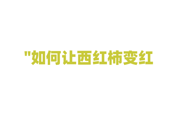 "如何让西红柿变红？"